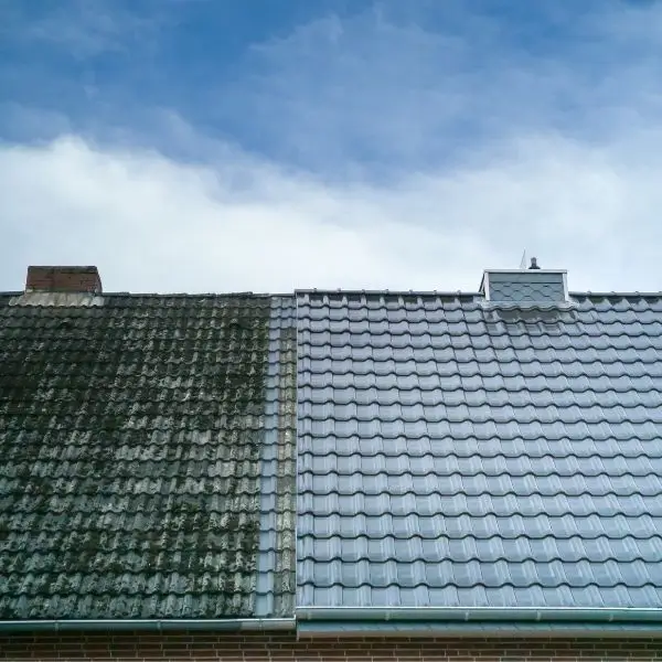 Moss treatment before and after